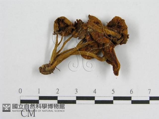 登錄號:F0010627藏品圖，第3張