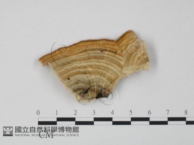 登錄號:F0006627藏品圖，第3張