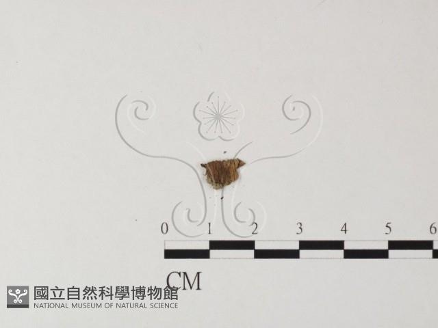 登錄號:F0012627藏品圖，第3張