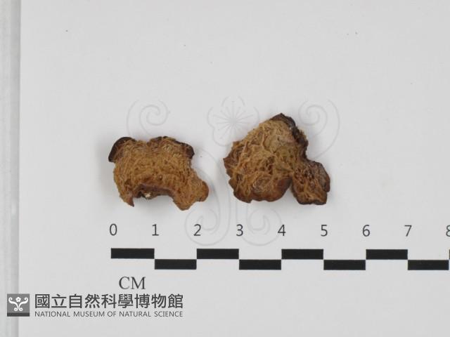 皺木耳藏品圖，第3張