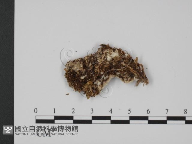 登錄號:F0017627藏品圖，第3張