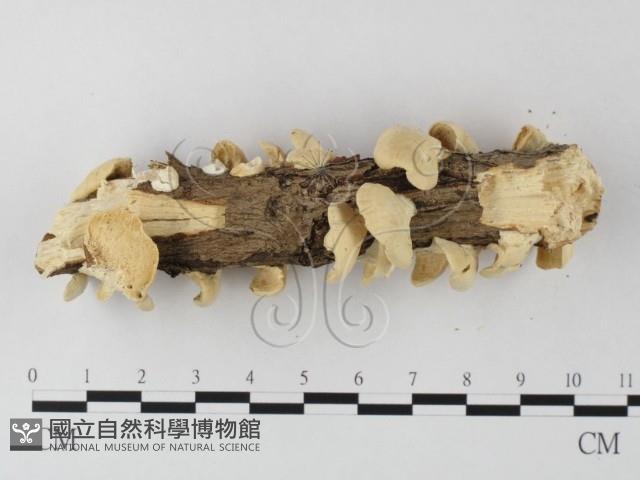 栓菌屬藏品圖，第3張