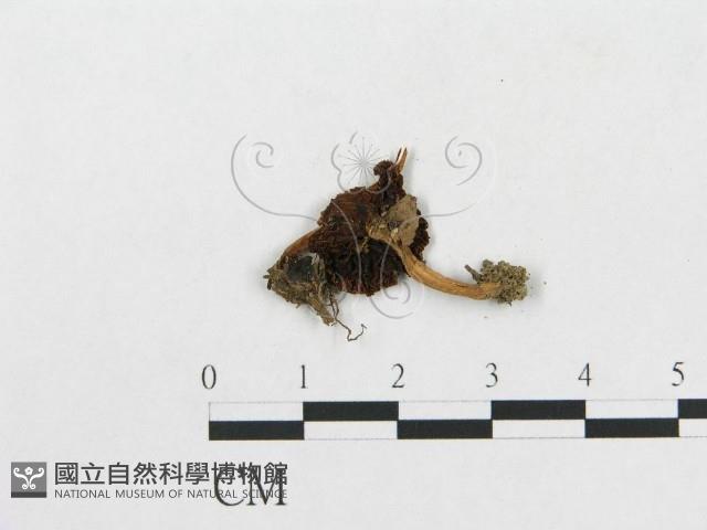 登錄號:F0015627藏品圖，第3張