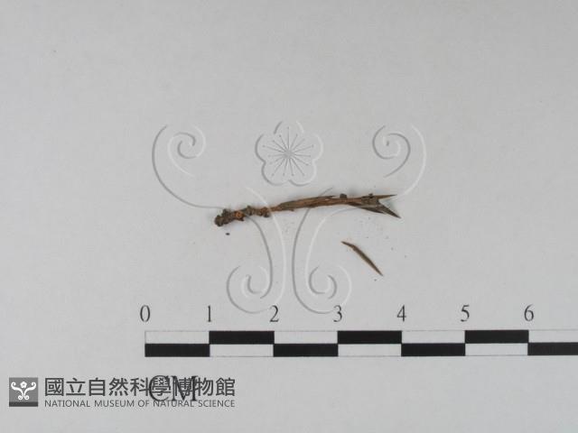 登錄號:F0019627藏品圖，第3張