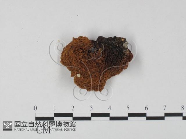 皺木耳藏品圖，第3張