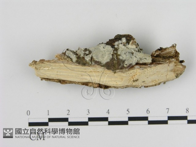 登錄號:F0003627藏品圖，第3張