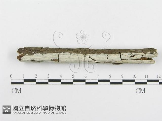 冇骨消絲齒菌藏品圖，第3張