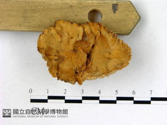 優雅波邊革菌藏品圖，第1張