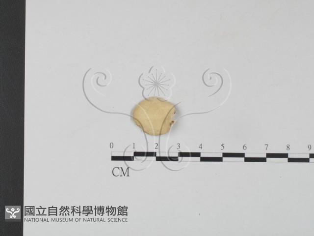 雲芝藏品圖，第3張