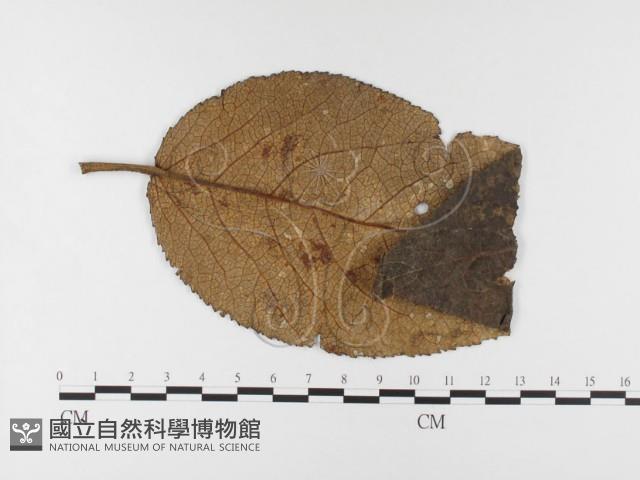 登錄號:F0026427藏品圖，第1張