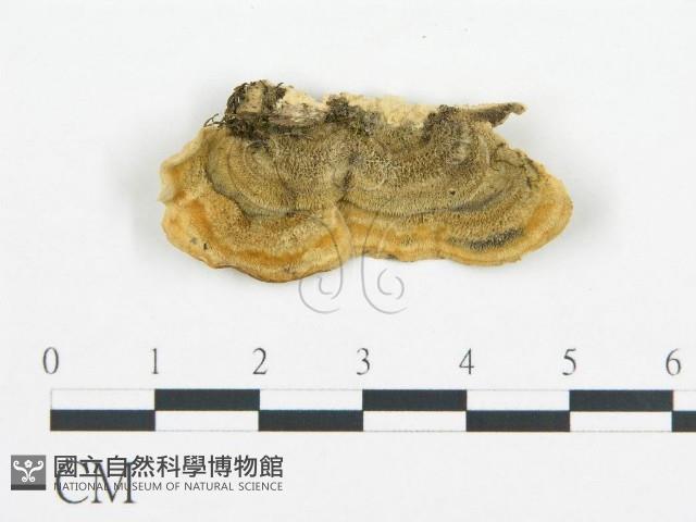 登錄號:F0006427藏品圖，第3張