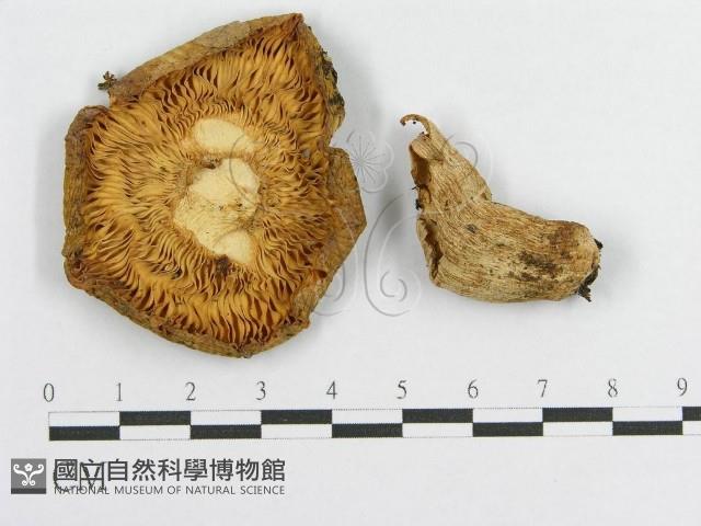 登錄號:F0016427藏品圖，第3張