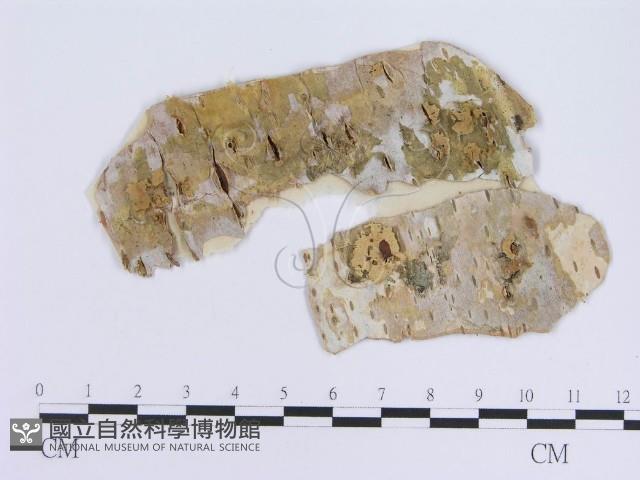 登錄號:F0011427藏品圖，第1張