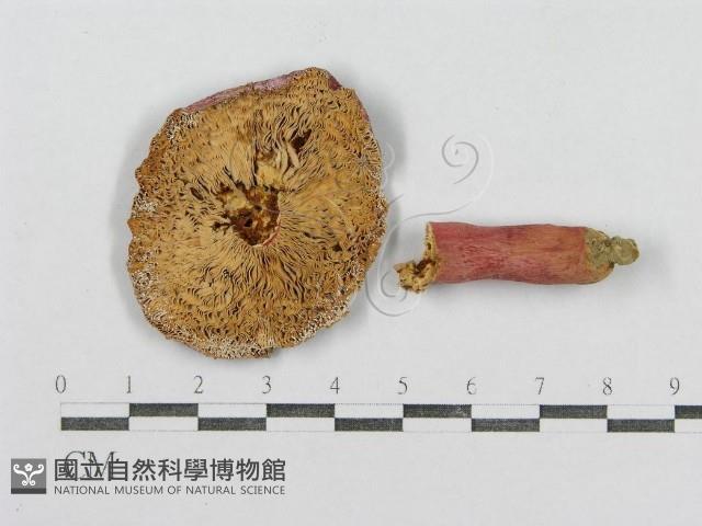 紅菇屬藏品圖，第3張