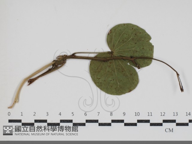 登錄號:F0034427藏品圖，第3張