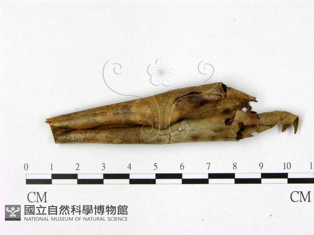 登錄號:F0022427藏品圖，第3張