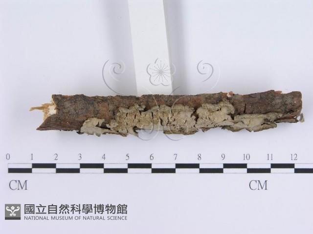 登錄號:F0002427藏品圖，第3張