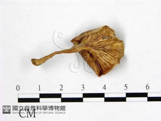 登錄號:F0012427藏品圖，第3張