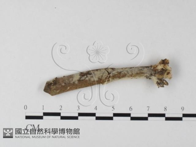 登錄號:F0025427藏品圖，第3張