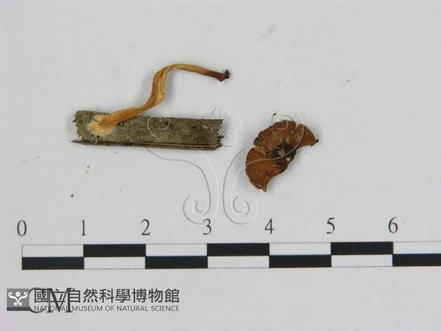 小菇屬藏品圖，第3張