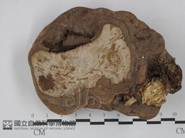 靈芝屬藏品圖，第3張