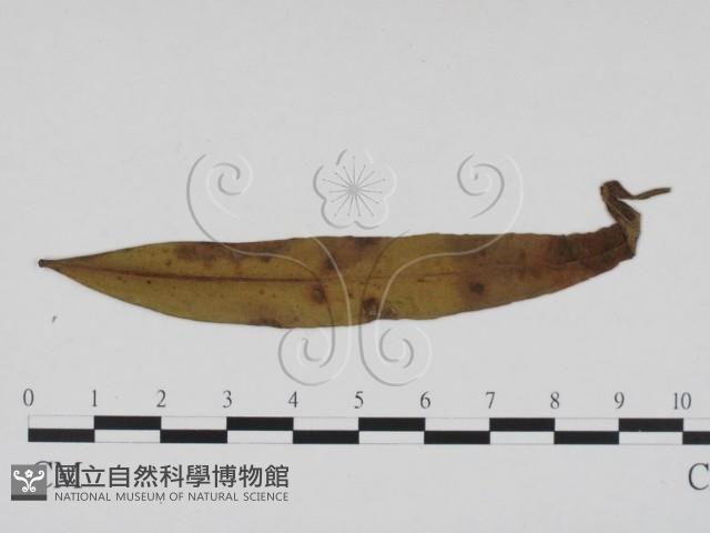 登錄號:F0019427藏品圖，第3張