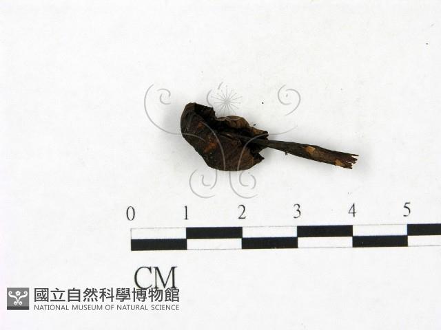 小菇屬藏品圖，第3張