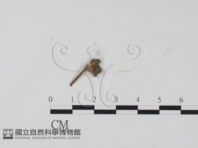 Accession Number:F0003427 Collection Image, Figure 3, Total 3 Figures