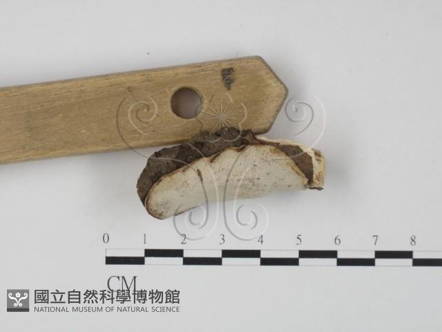 登錄號:F0013427藏品圖，第3張