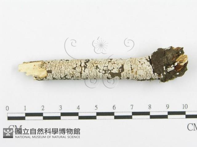 登錄號:F0018727藏品圖，第3張