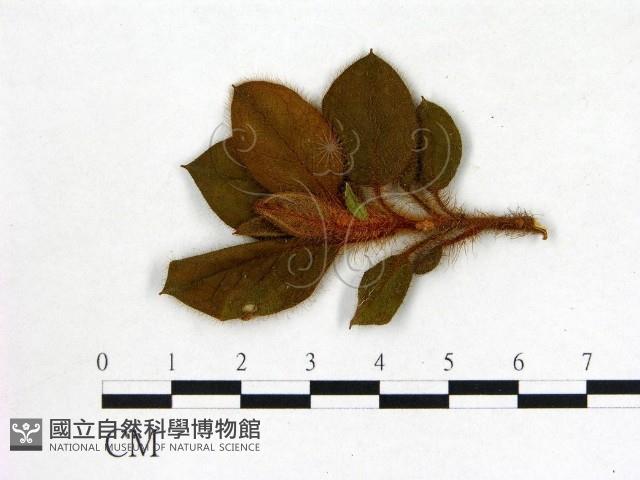 登錄號:F0020727藏品圖，第3張