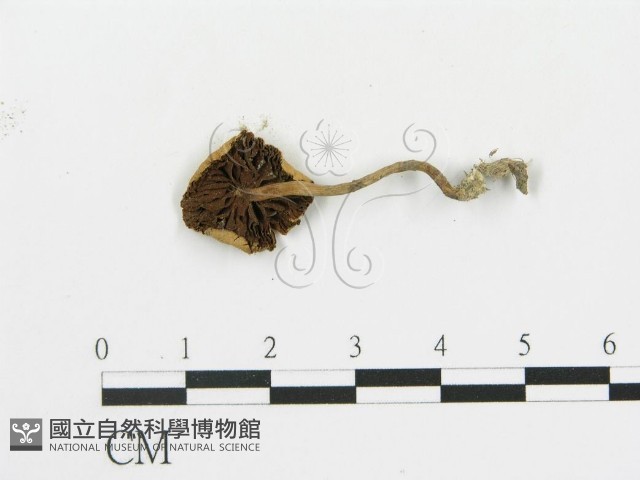 登錄號:F0010727藏品圖，第3張