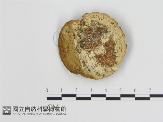 登錄號:F0006727藏品圖，第3張