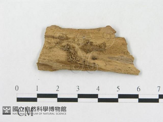 登錄號:F0016727藏品圖，第3張