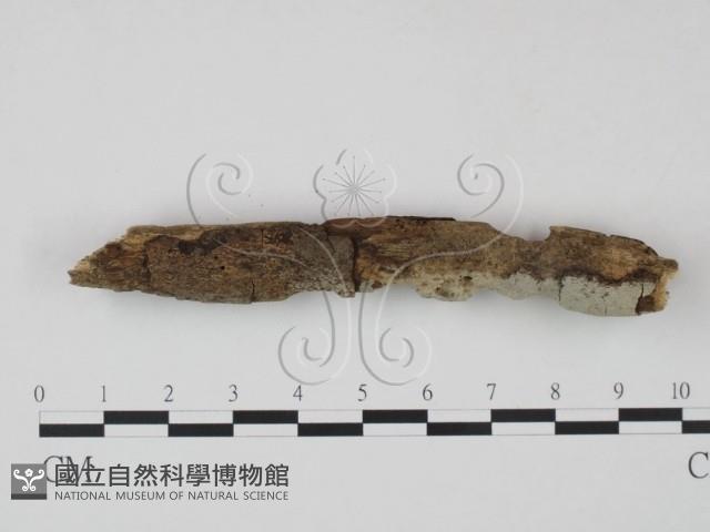 登錄號:F0021727藏品圖，第3張