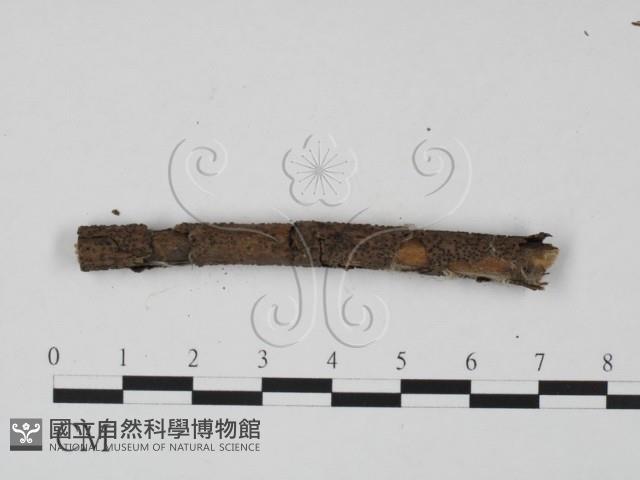 登錄號:F0011727藏品圖，第3張