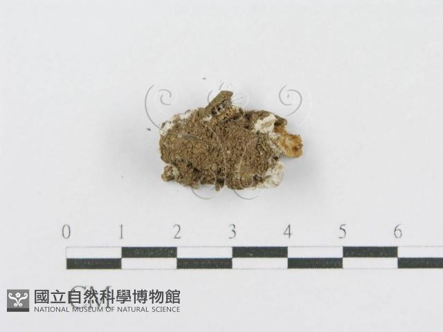 登錄號:F0014727藏品圖，第3張