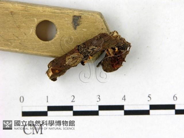 登錄號:F0022727藏品圖，第3張