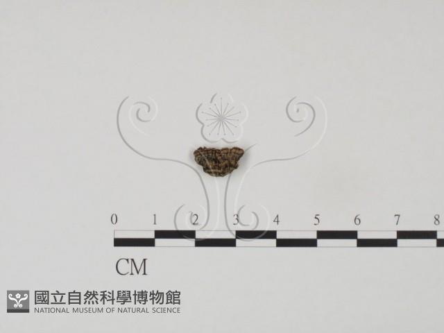 登錄號:F0002727藏品圖，第3張