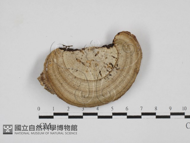 蜂窩菌屬藏品圖，第3張