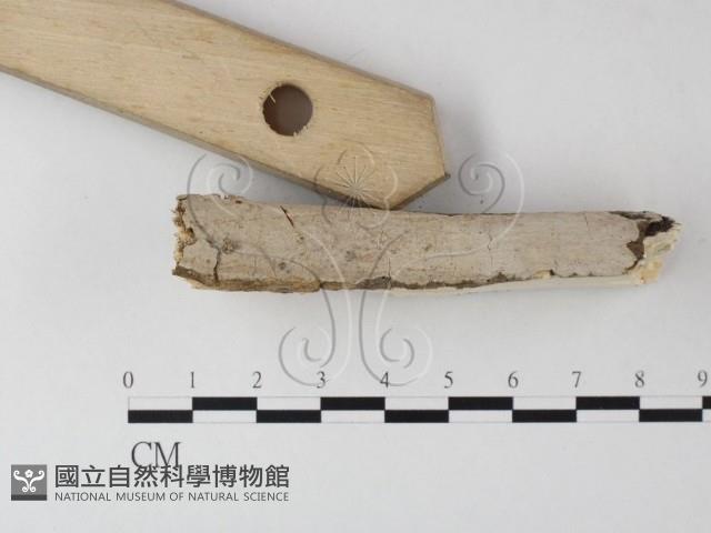 刺皮菌屬藏品圖，第3張