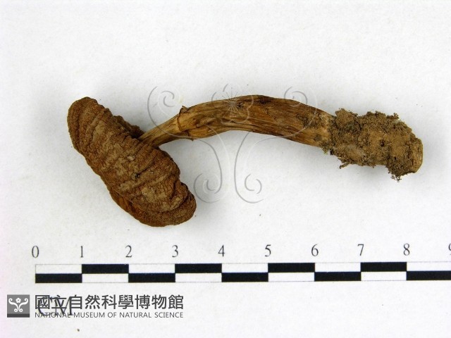 登錄號:F0003727藏品圖，第3張