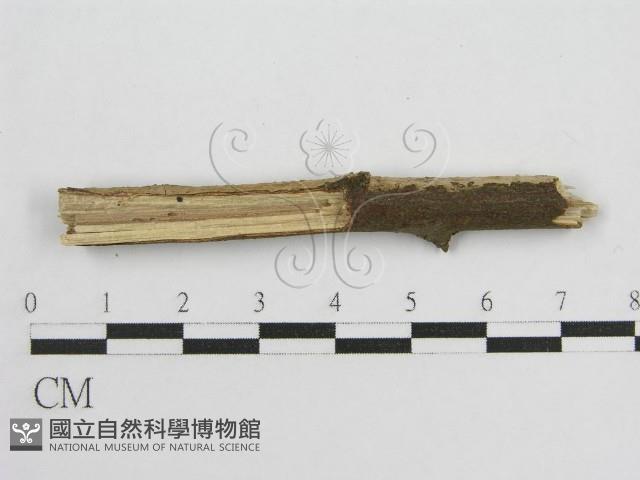 登錄號:F0013727藏品圖，第3張