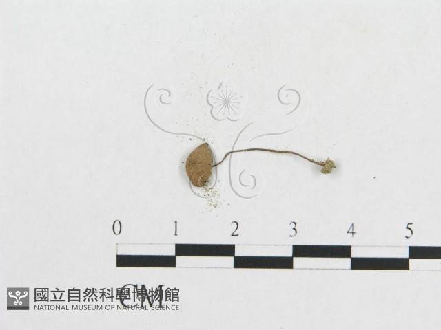 登錄號:F0008527藏品圖，第3張