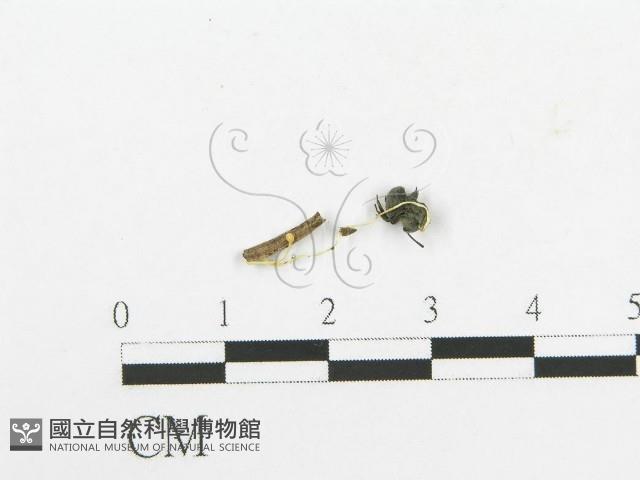 登錄號:F0020527藏品圖，第3張