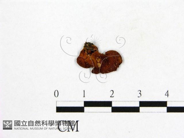 登錄號:F0000527藏品圖，第3張