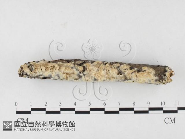 登錄號:F0026527藏品圖，第3張