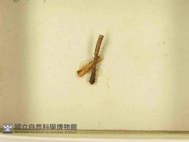 登錄號:F0021527藏品圖，第3張