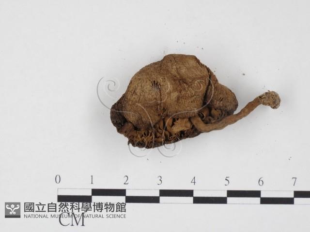 登錄號:F0024527藏品圖，第3張