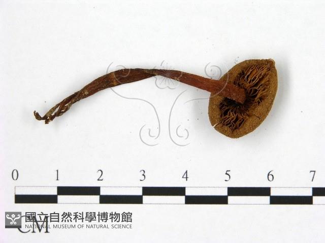 登錄號:F0014527藏品圖，第3張
